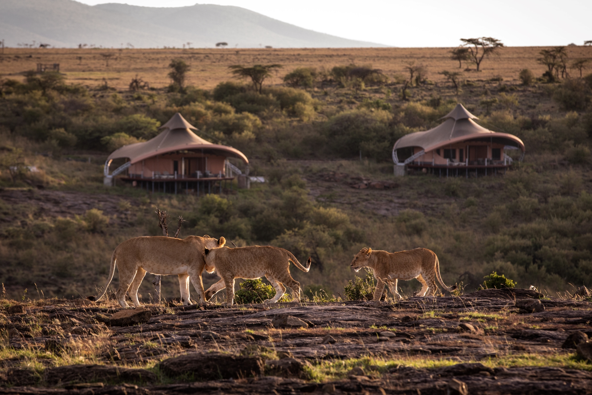 Mahali-Mzuri-maasai-mara-kenya-lions Lions on an embankment outside Mahali Mzuri