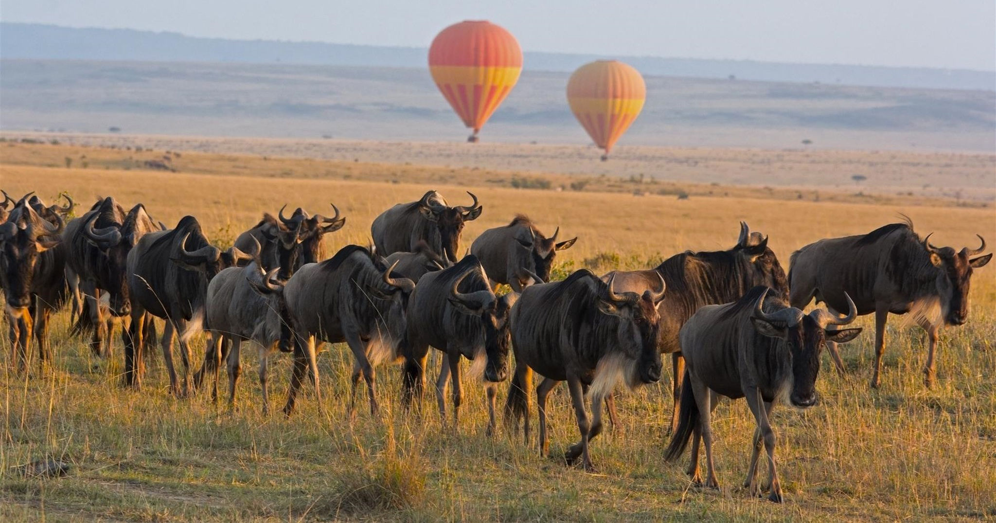 wildebeest-masaai-mara Africa is home to the Great Migration among many other incredible experiences