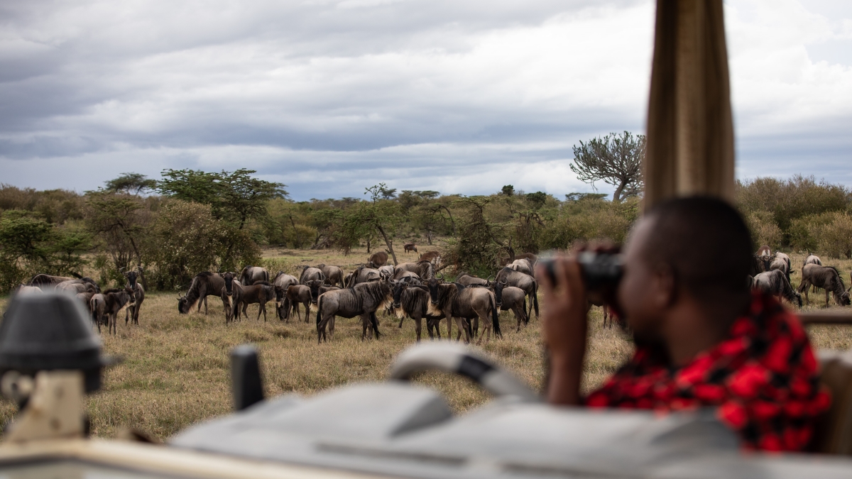 mahali_mzuri_4-11 Large herd of wildebeest sighted while on a game drive