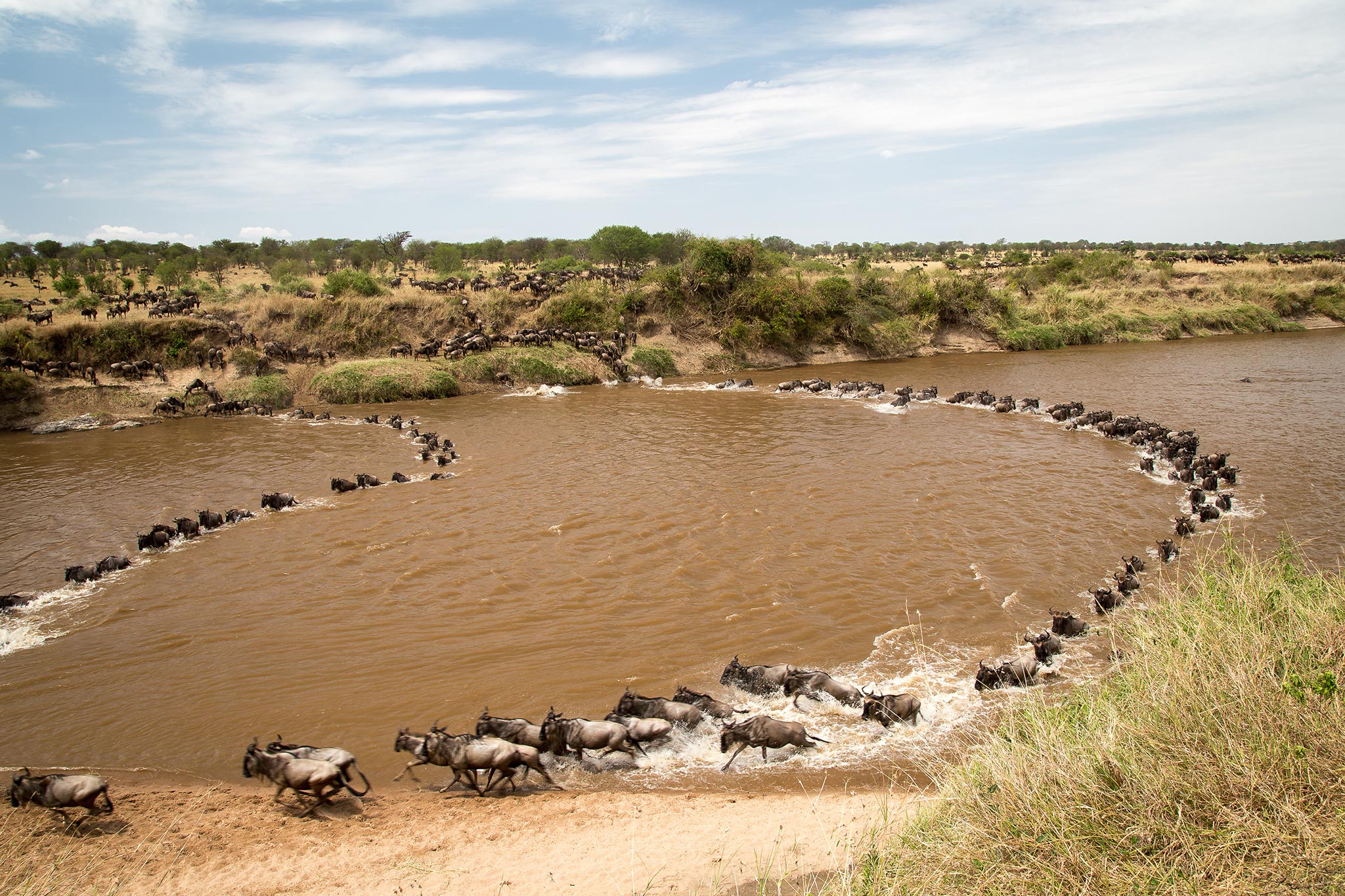 wildbeest-migration-between-serengeti-and-maasai-mara-national-park-AdobeStock_545145626 The Mara, Talek, and Sand Rivers have become famous for the Great Migration river crossings