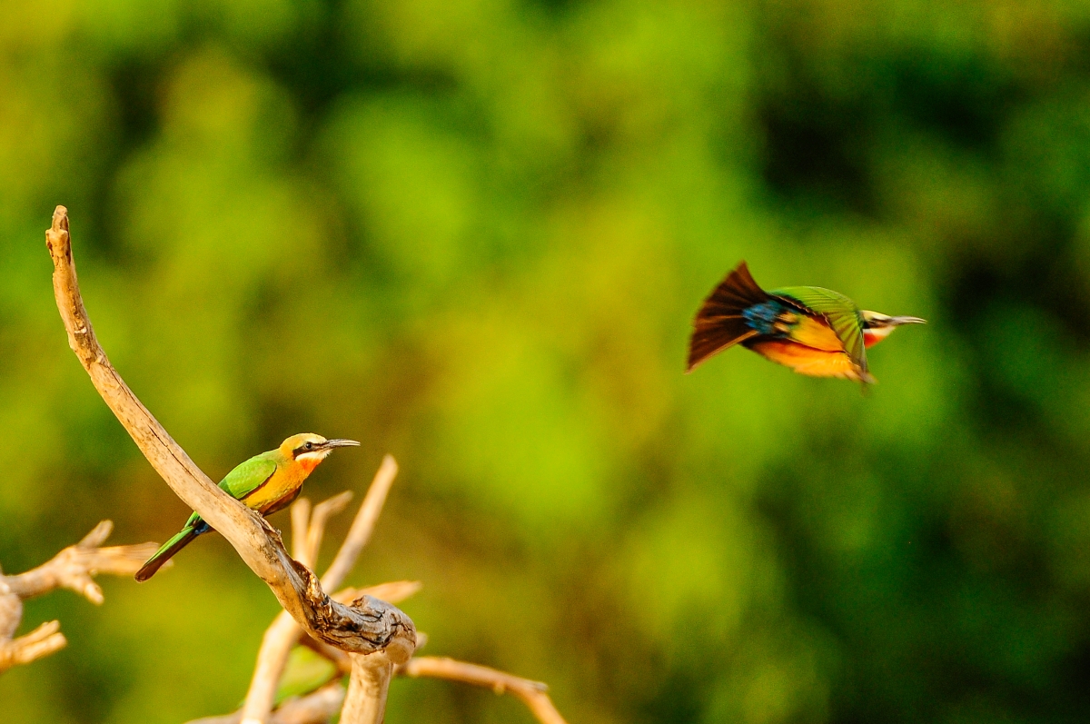 Royal-Zambezi-Lodge-Zambezi-River-birding-bee-eaters-against-greenery Bee-eaters against lush green background