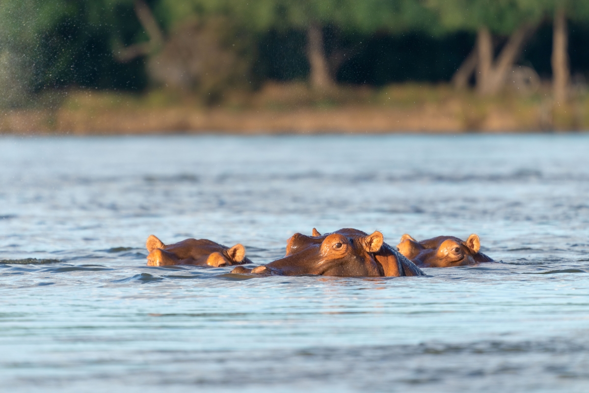 Time+Tide-Chongwe-House-Zambezi-River-hippos Hippos in the Zambezi River