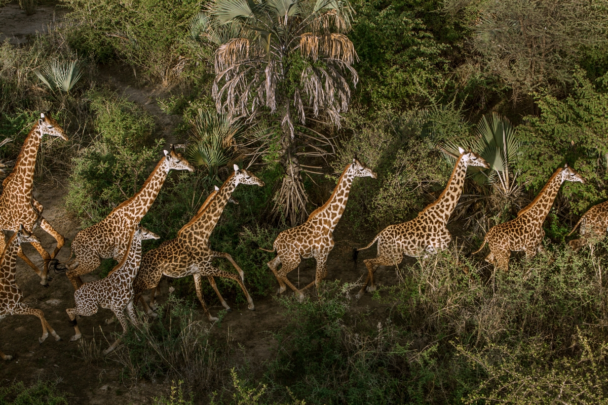 Little-Chem-Chem-hot-air-balloon-safari-giraffe Aerial view of giraffe in a lush green landscape