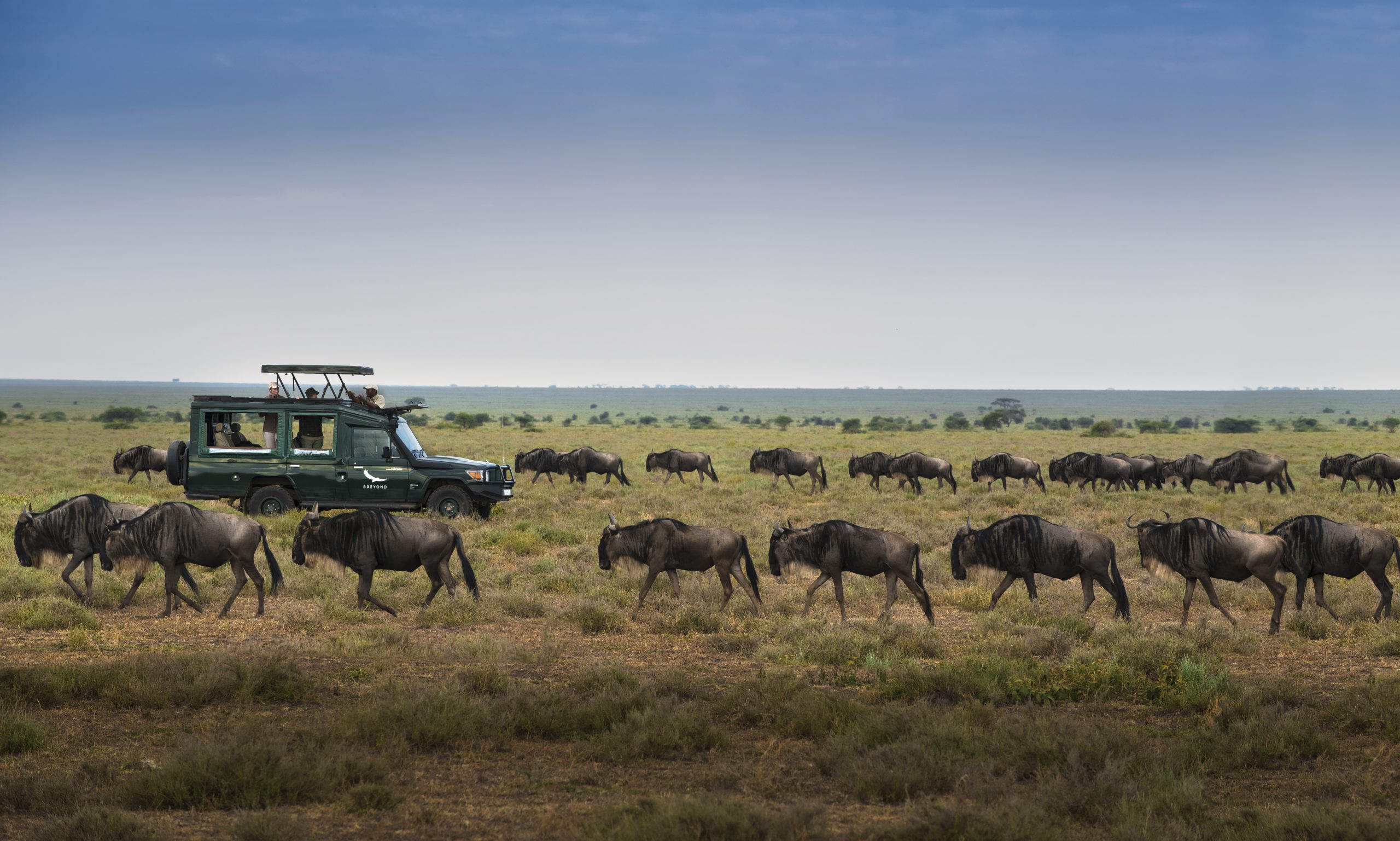 Tanzania-Serengeti-Under-Canvas-SUC-Experience-Game-drive-great-migration-wildebeest-1