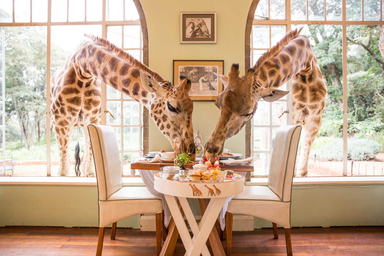 breakfastwithgiraffe (1) breakfast-with-giraffes-at-giraffe-manor