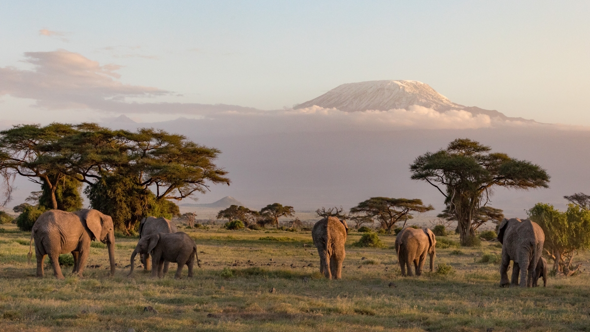 elephants-in-front-of-mount-kilimanjaro-at-amboseli-national-park-in-kenya-africa-AdobeStock_293161756 Dreamy landscapes in Amboseli National Park