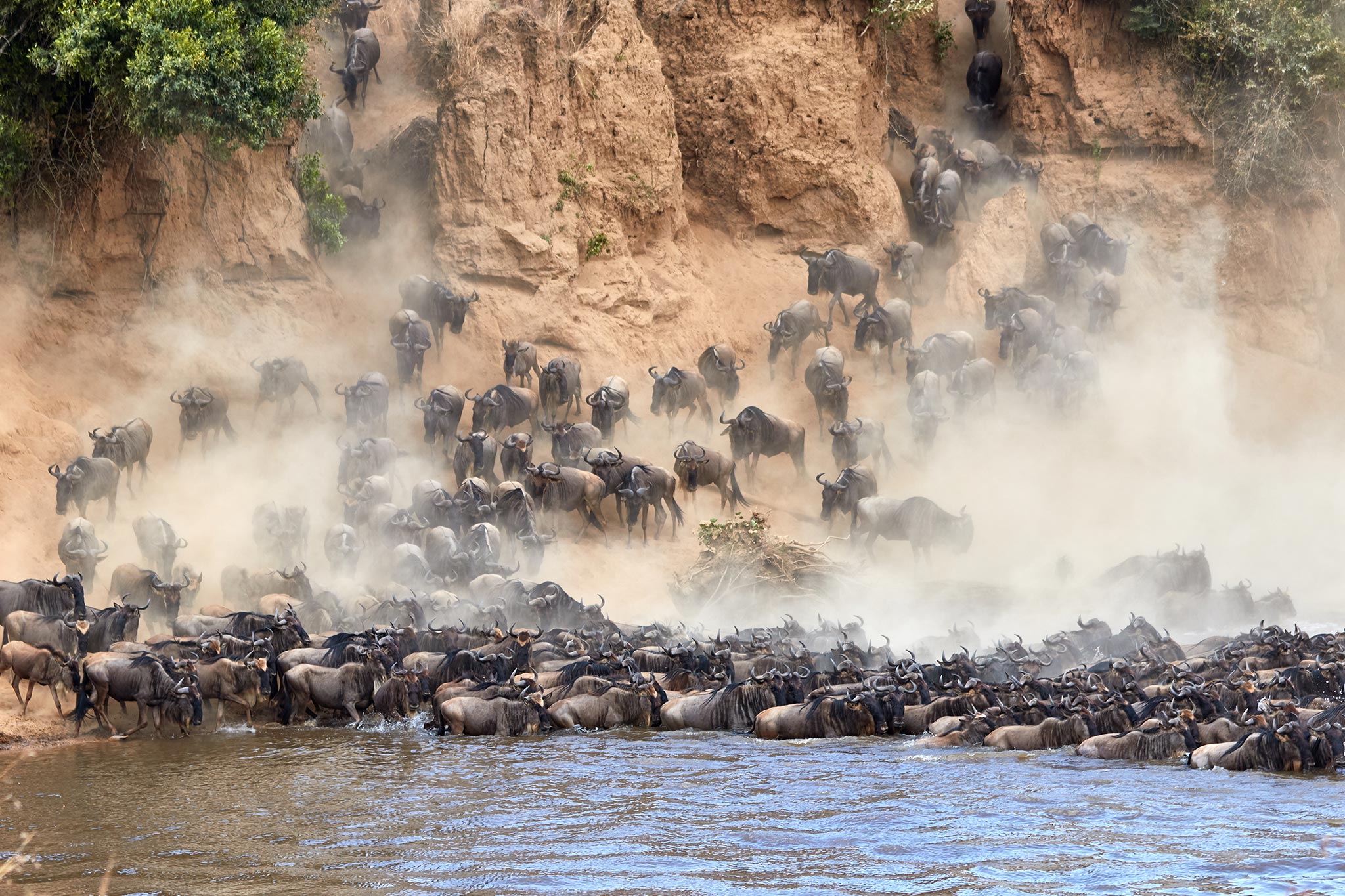 wildebeest-crossing-the-mara-river-during-the-annual-great-migration-AdobeStock_426824322 Wildebeest crossing the Mara River during the annual great migration