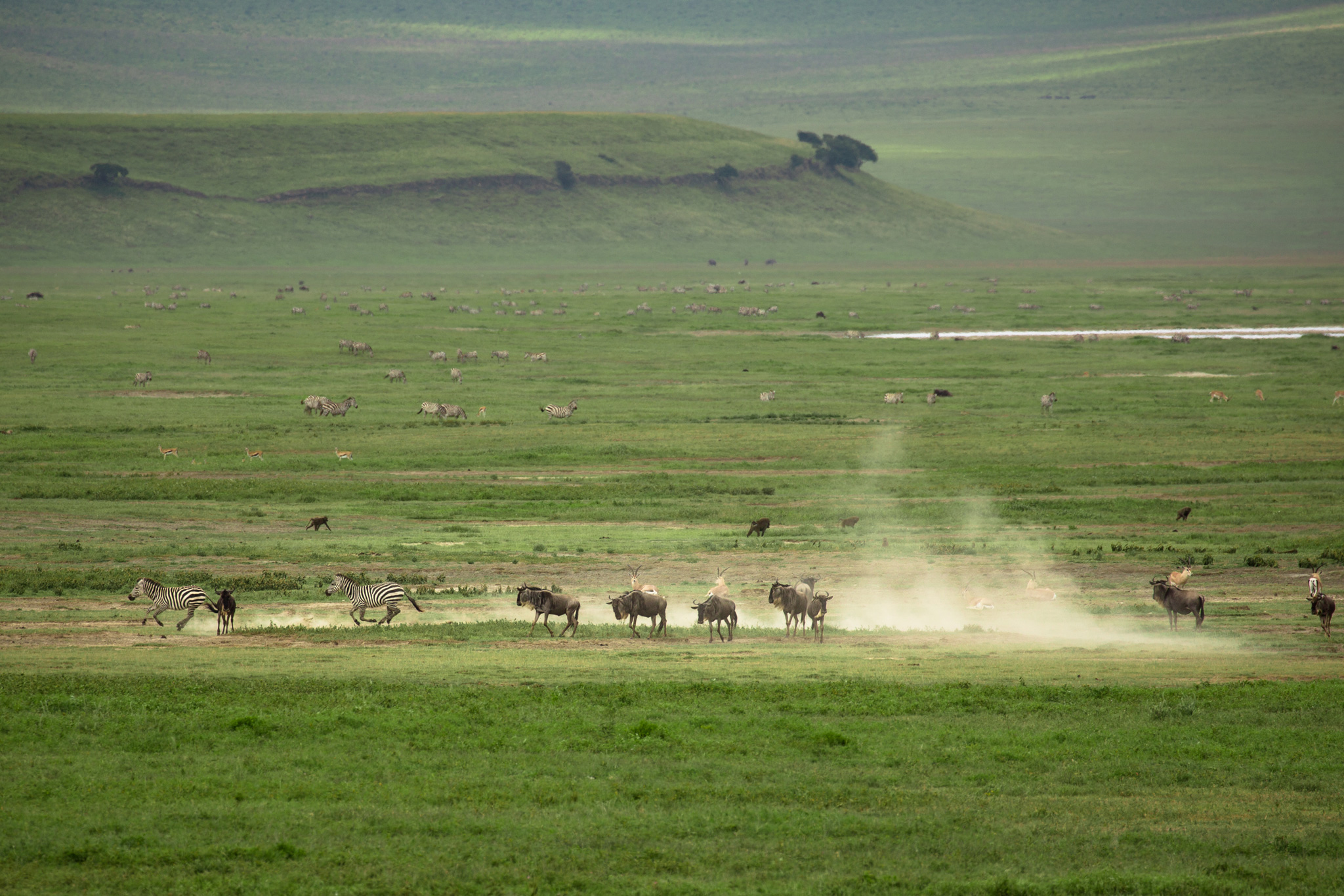 zebra-and-wildebeest-in-the-Ngorongoro-Crater zebra-and-wildebeest-in-the-Ngorongoro-Crater