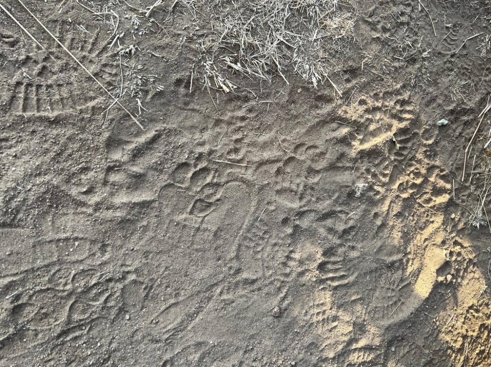 Eddie-Fazal-leopard-tracks-Kichwa-Camp Pawprints in the sand