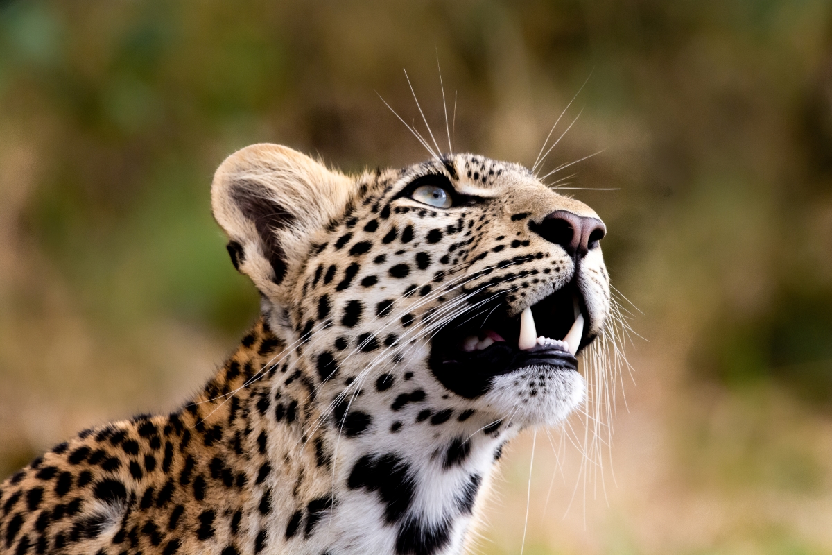 Leopard-in-east-africa--savannah-710344841 Close-up image of a leopard