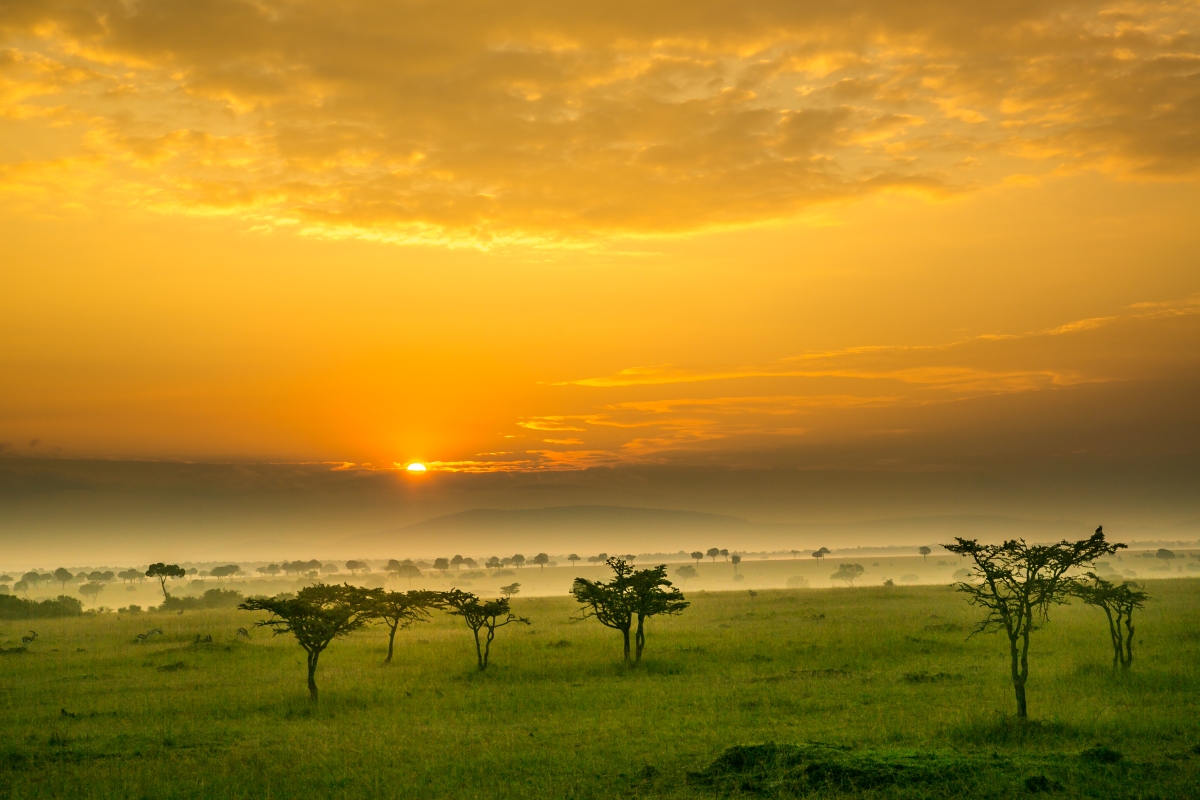acacia-trees-and-spring-green-grass-at-sunrise-on-the-maasai-mara-savannah-kenya-africa_417478128 (2) The Maasai Mara is undoubtedly Kenya's most remarkable and revered reserve