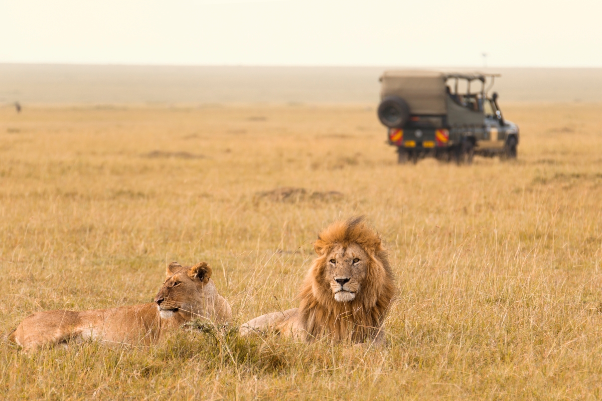 african-lion-couple-and-safari-jeep-in-kenya-AdobeStock_51819514