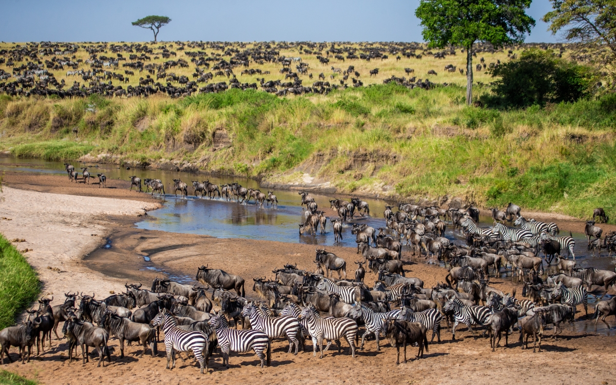 big-herd-of-wildebeest-in-the-savannah-great-migration-kenya-tanzania-maasai-mara-national-park_228184245 (1) big herd of wildebeest with zebra companions in the savannah