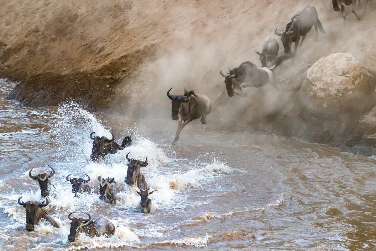 wildebeest-crossing-the-mara-river-during-the-great-migration_218014906 Wildebeest crossing a river