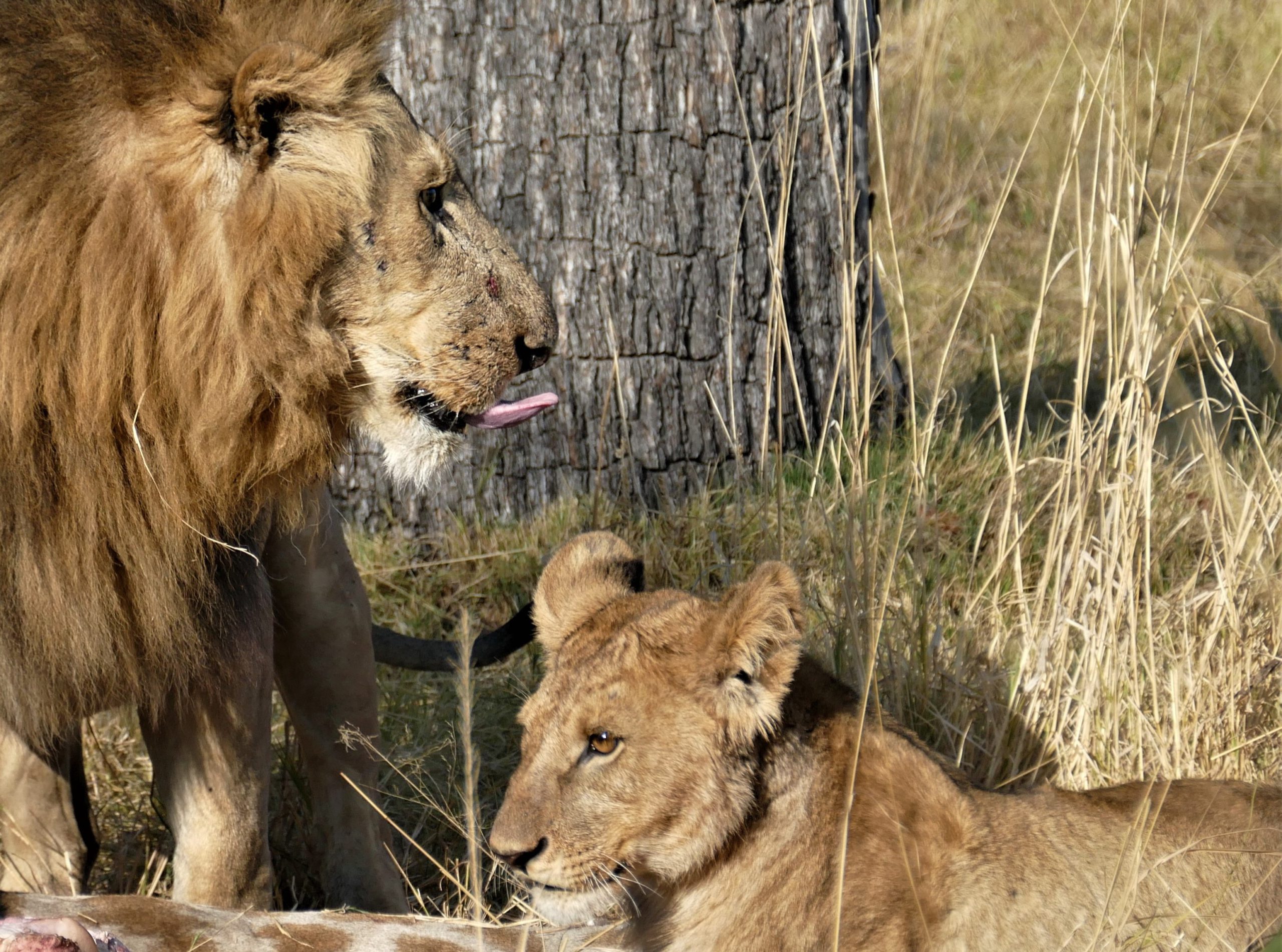 3 Camp Xakanaxa Lion pride with Giraffe kill2 Lion and lioness enjoying a giraffe feast