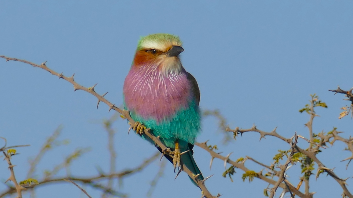 3 Camp Xakanaxa delta Lilac breasted roller Lilac-breasted roller