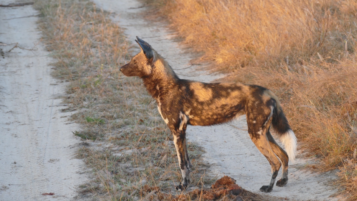 5 Chitwa Chitwa Wild dogs African Wild Dog