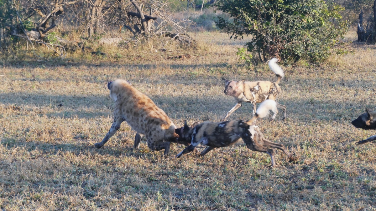 5 Chitwa Chitwa wild dogs and hyena fighting African Wild Dogs chasing a hyena