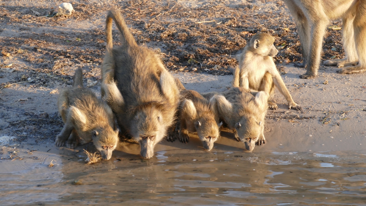 Brian-and-maggie-chobe-river-monkeys-drinking Monkeys drinking on the banks of the Chobe River