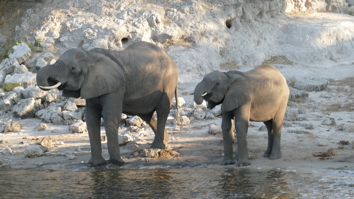 Brian-and-maggie-elephants-along-the-chobe-river Elephants drinking along the Chobe River