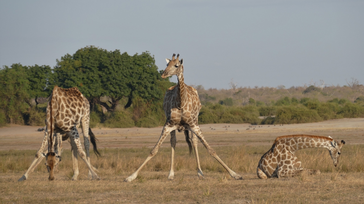 Brian-and-maggie-giraffe-herd-seen-from-the-chobe-river Herd of giraffes spotted on land from the Chobe River