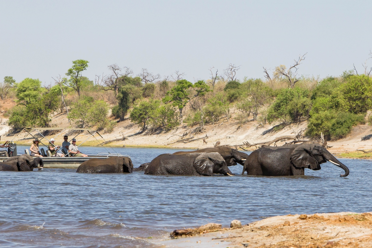 Chobe-Savanna-Lodge-Namibia-river-cruise-elephant-crossing Elephants crossing the Chobe River