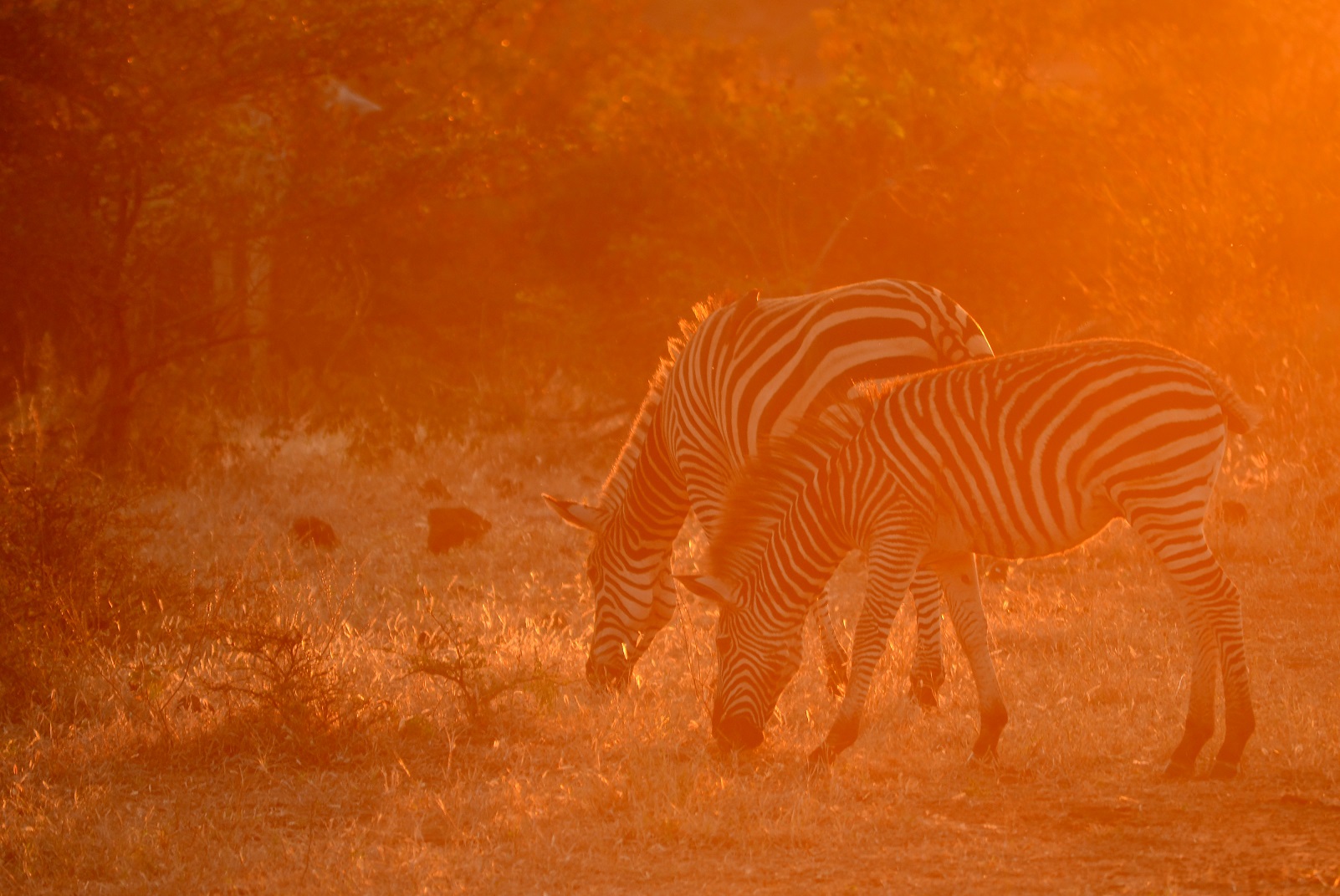 sunset-zebras-victoria-falls Golden sunset with zebras in Victoria Falls