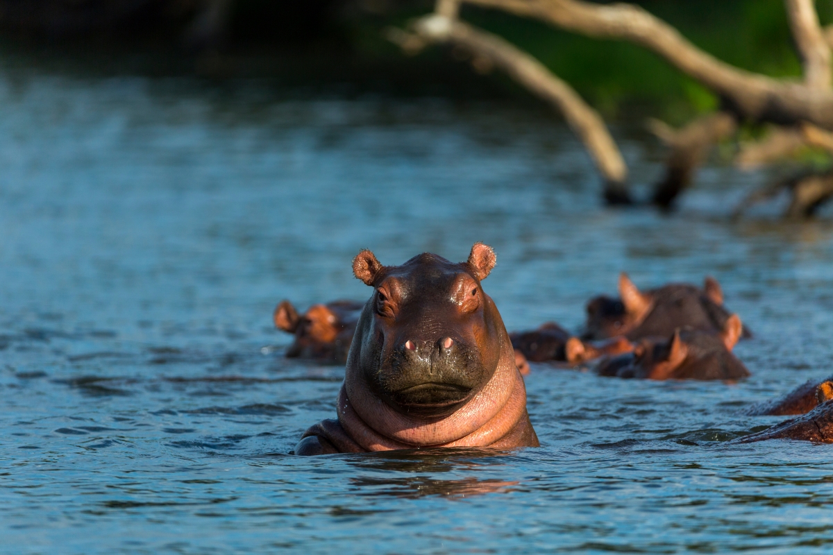 Hippo-in-the-zambezi-river-273346198 The Zambezi River’s peaceful shores attract a host of wildlife