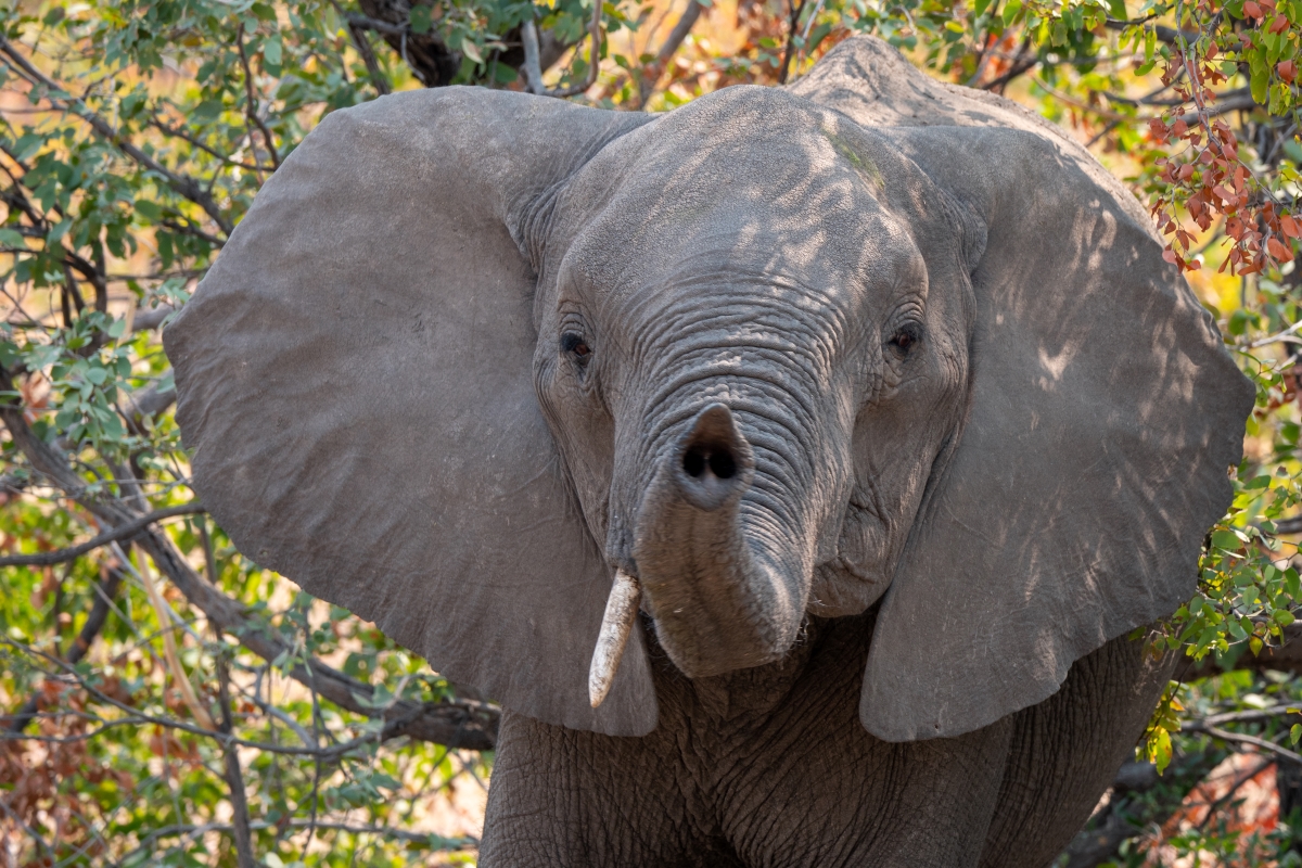 elephant-okavango-delta-close-up-289779615 Elephant close up