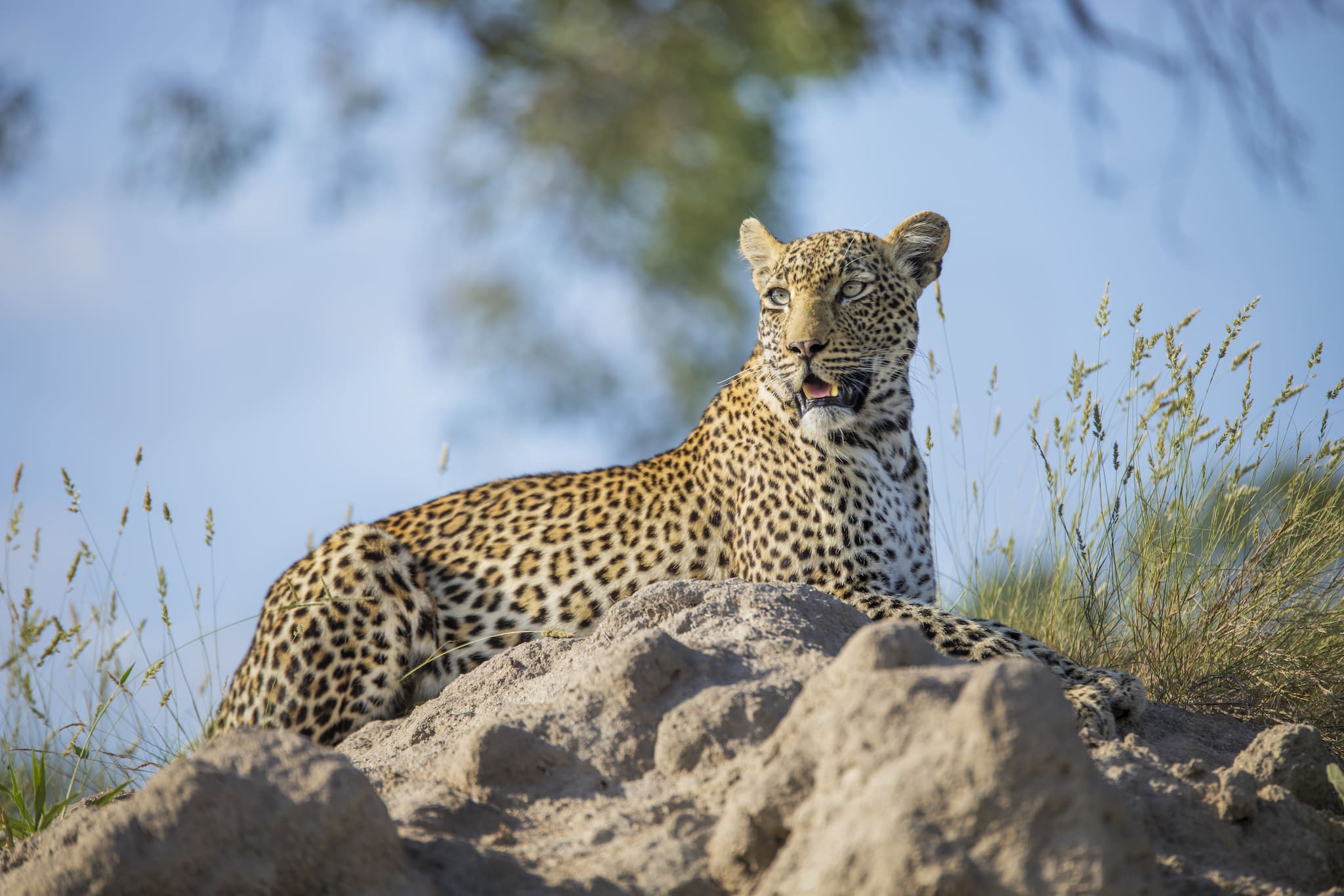 silvan-safari-wildlife-leopard_D6A1247