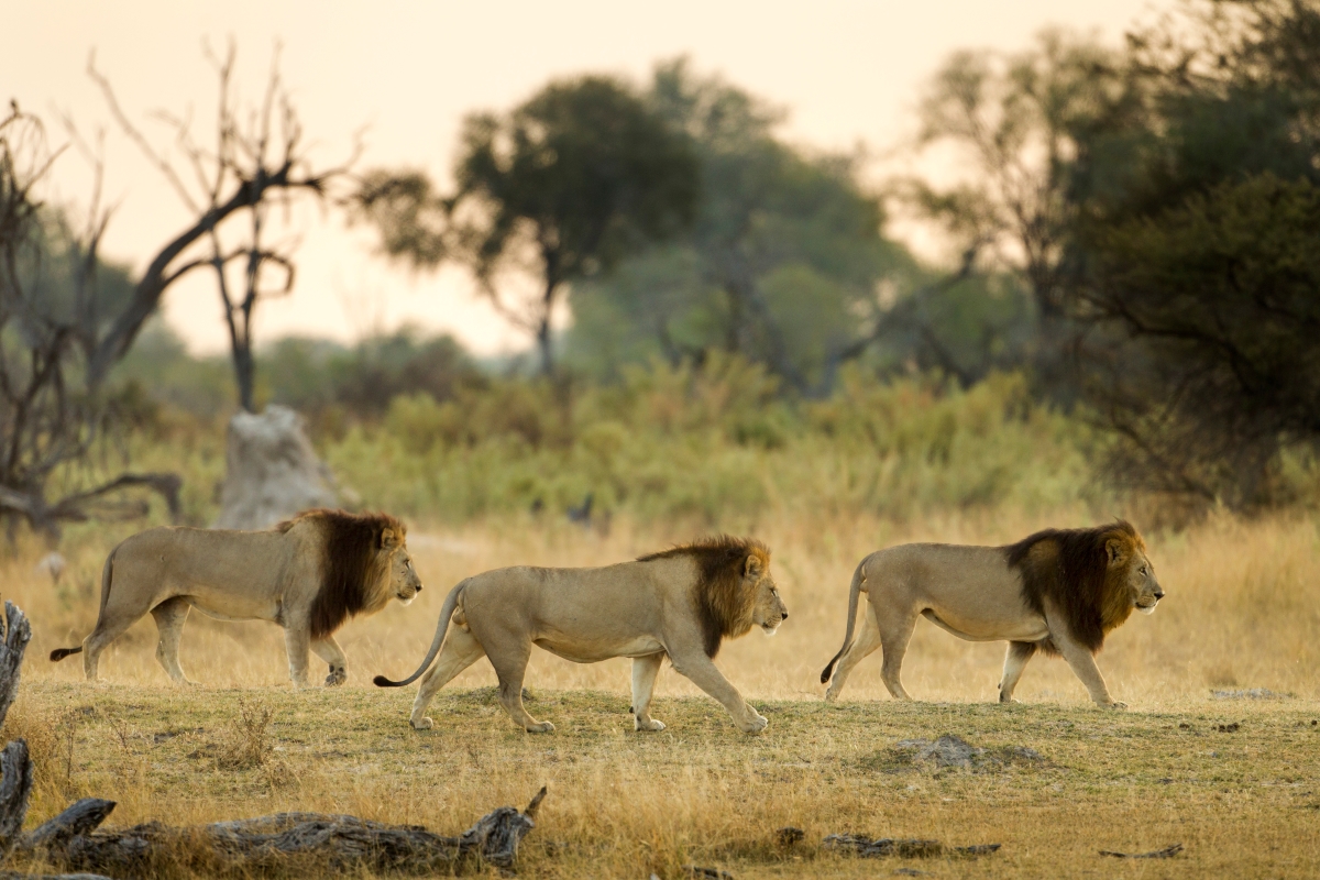three-male-lions-moremi-game-reserve-284355408 three male lions walking in a row