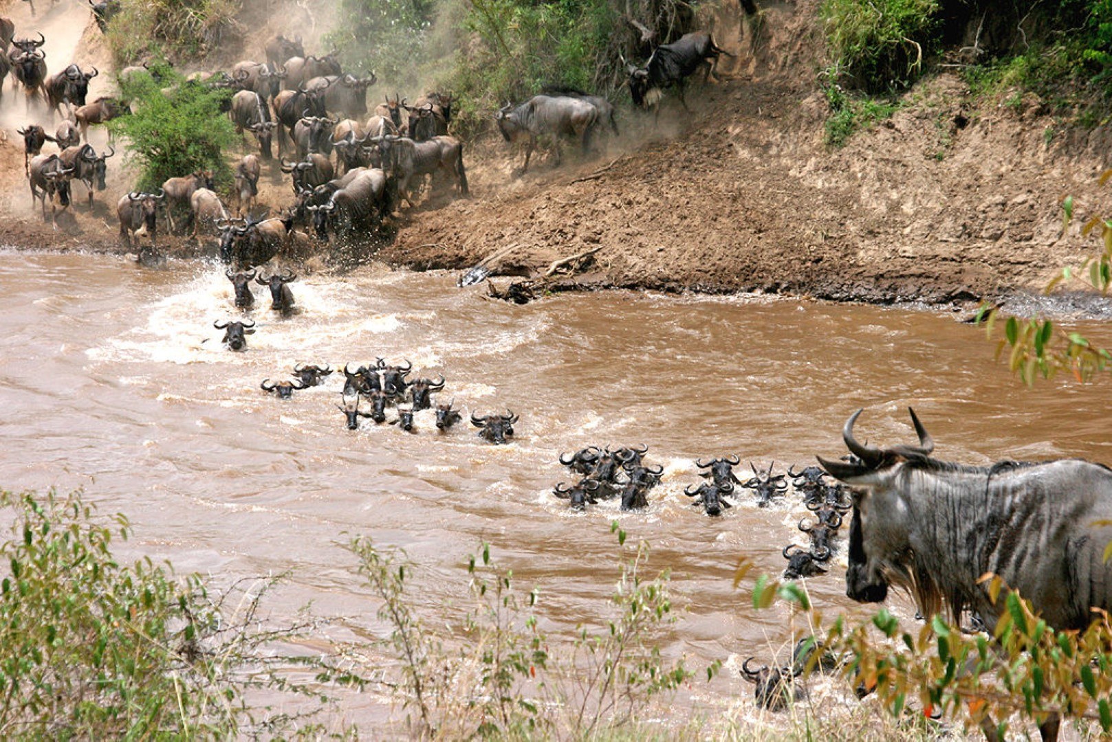 Gnous Grande Migration