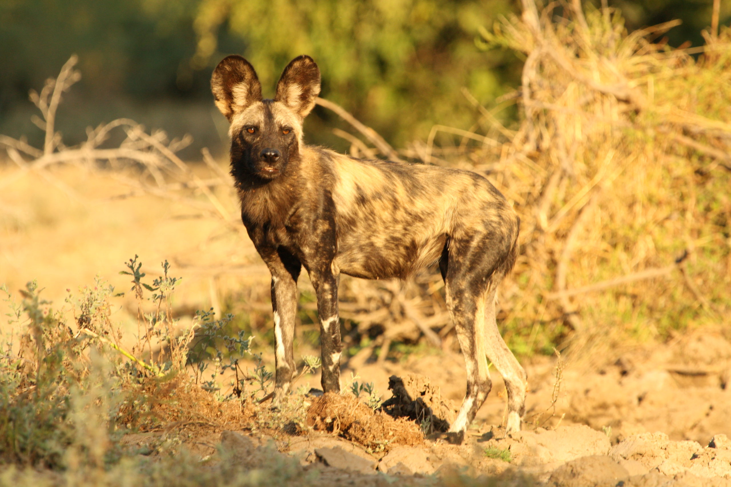 Copy of IMG_0984 Wild dogs in Mana Pools