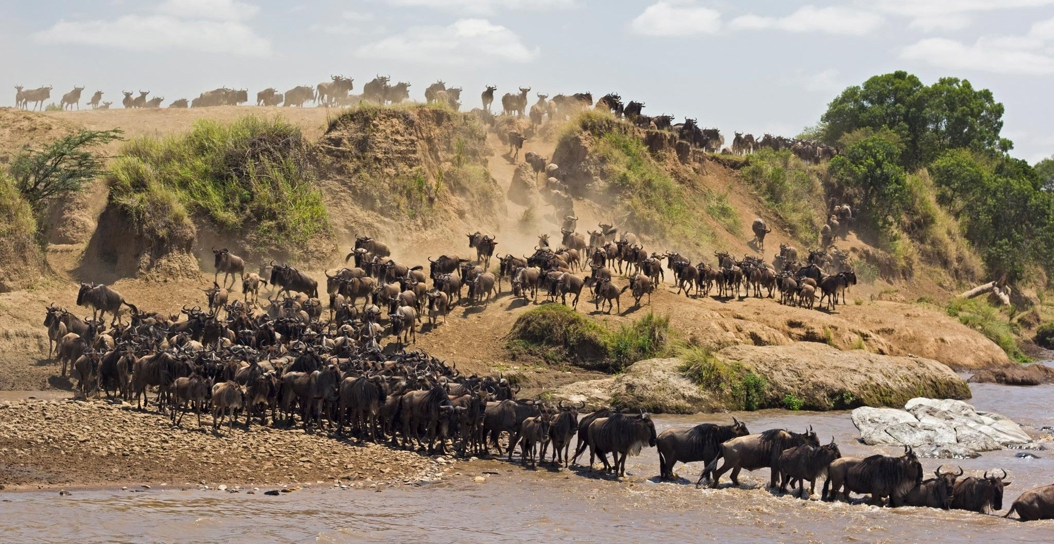 5 Coisas que Você Nunca "Soube" Sobre a Grande Migração dos Gnus