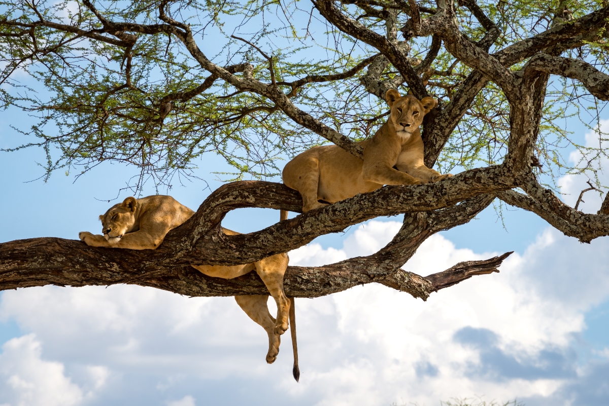 Lake-Manyara-tree-climbing-lions-AdobeStock_207289204.jpeg Lions in the high branches of a tree