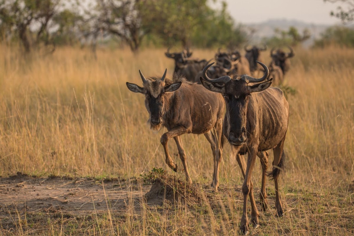 Wildebeest group Wildebeest group