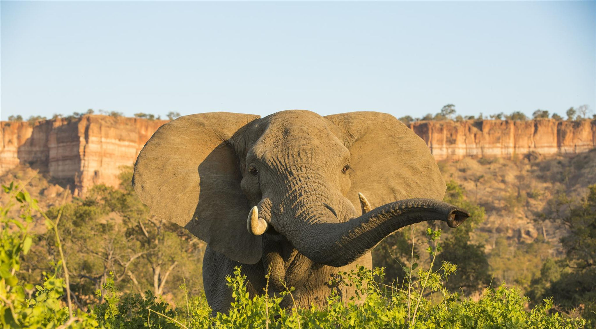 african-elephant-bull-gonarezhou-national-park-zimbabwe.jpg