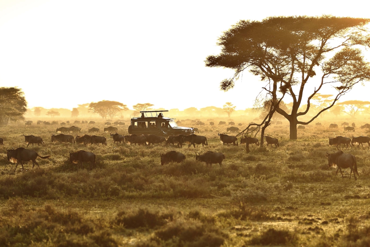 andbeyond-serengeti-under-canvas-game-drive Pirschfahrt durch die Serengeti in Tansania