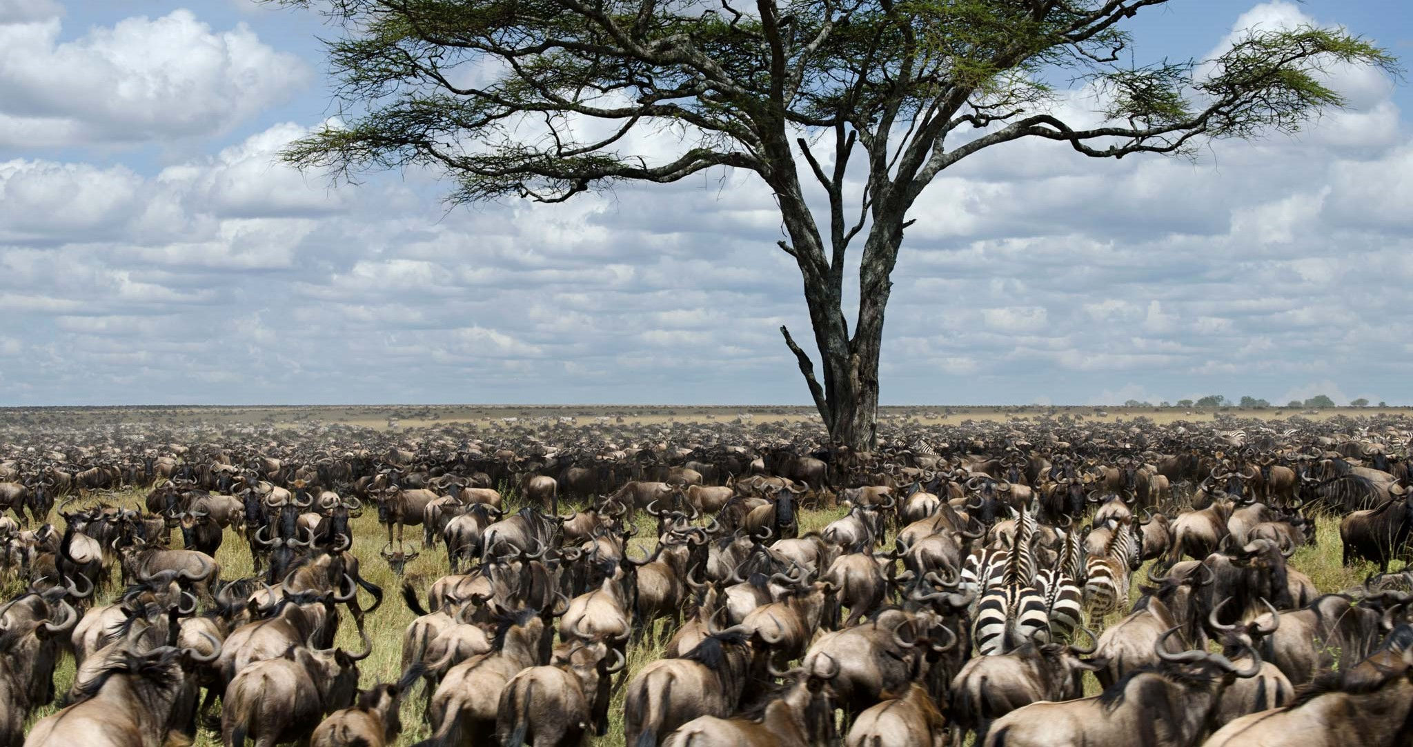 llanura-con-animales-en-migración Aproxime-se da abundante vida selvagem da Tanzânia