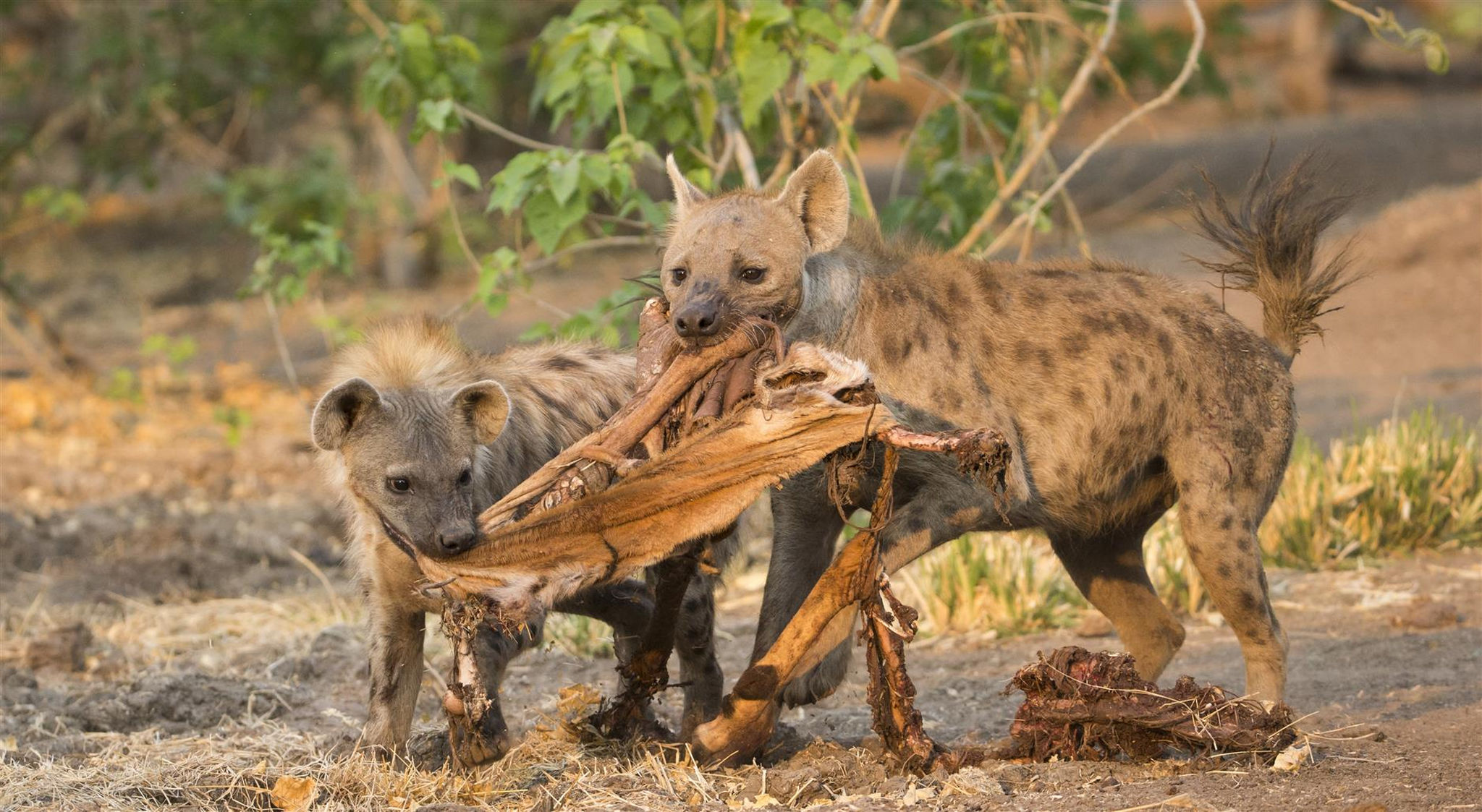 baby-hyhenas-eating-impala-skin-mana-pools-zimbabwe.jpg