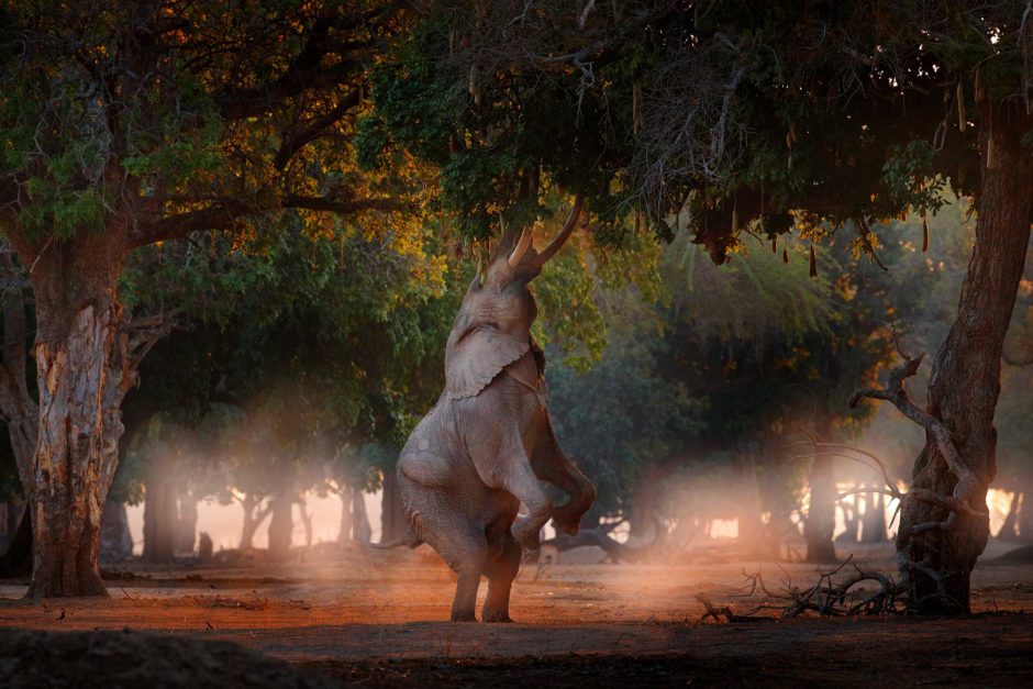Pourquoi un safari au Zimbabwe vous surprendra