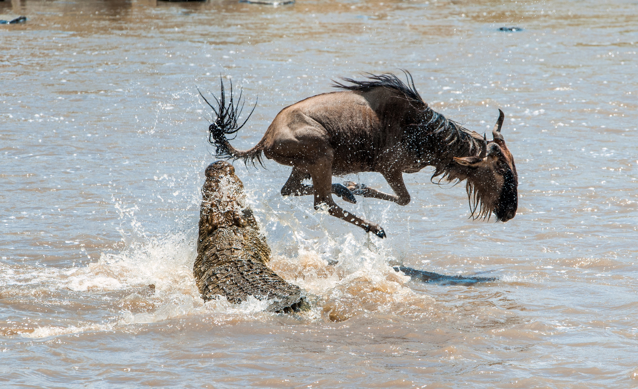 crocodile-attacking-wildebeest Ein Krokodil greift ein Gnu im Wasser an