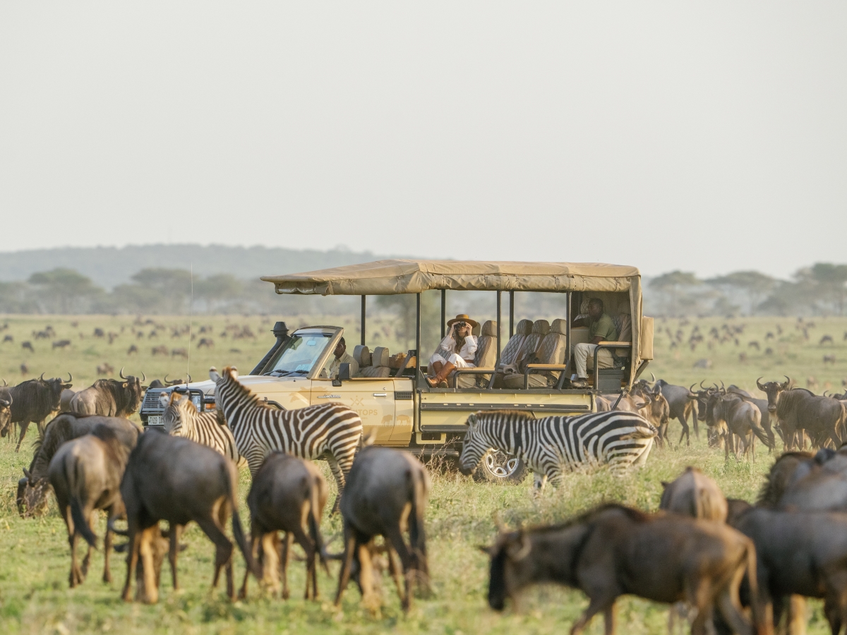serengeti-bushtops-camp-great-migration-safari Herd of zebra and wildebeest seen on a game drive