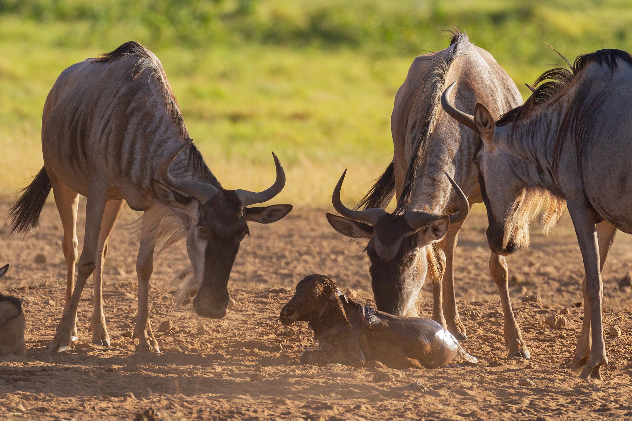 wildebeest-newborn-calf-AdobeStock_261806562 Wildebeest and calf