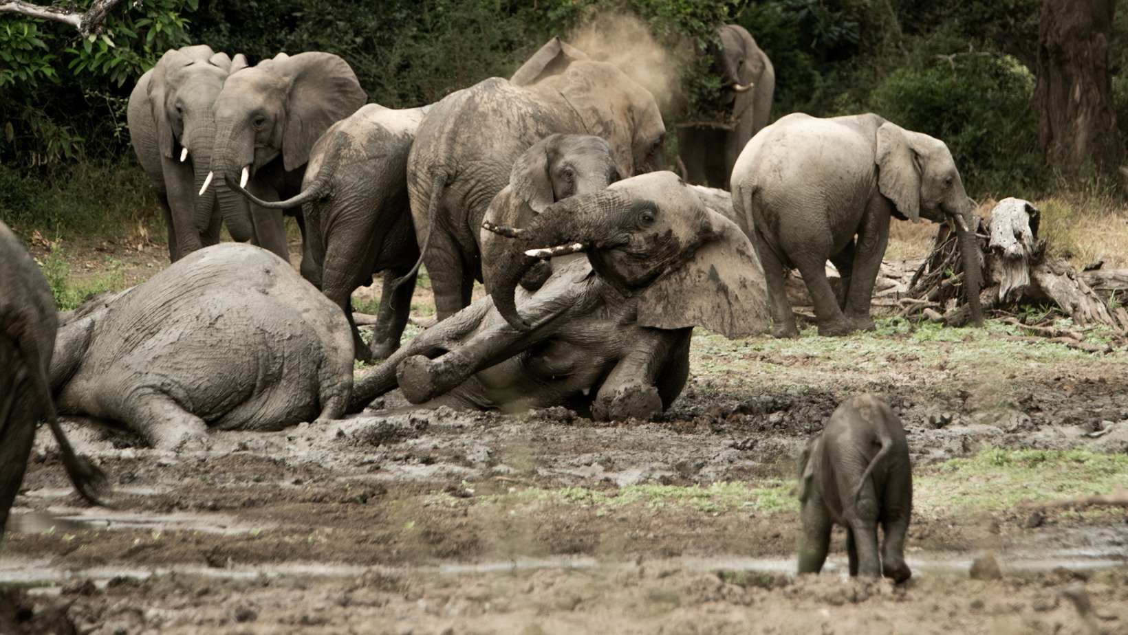 428640724_791252386378860_449082379610573496_n Herd of elephants bathing in the mud in Gonarezhou National Park