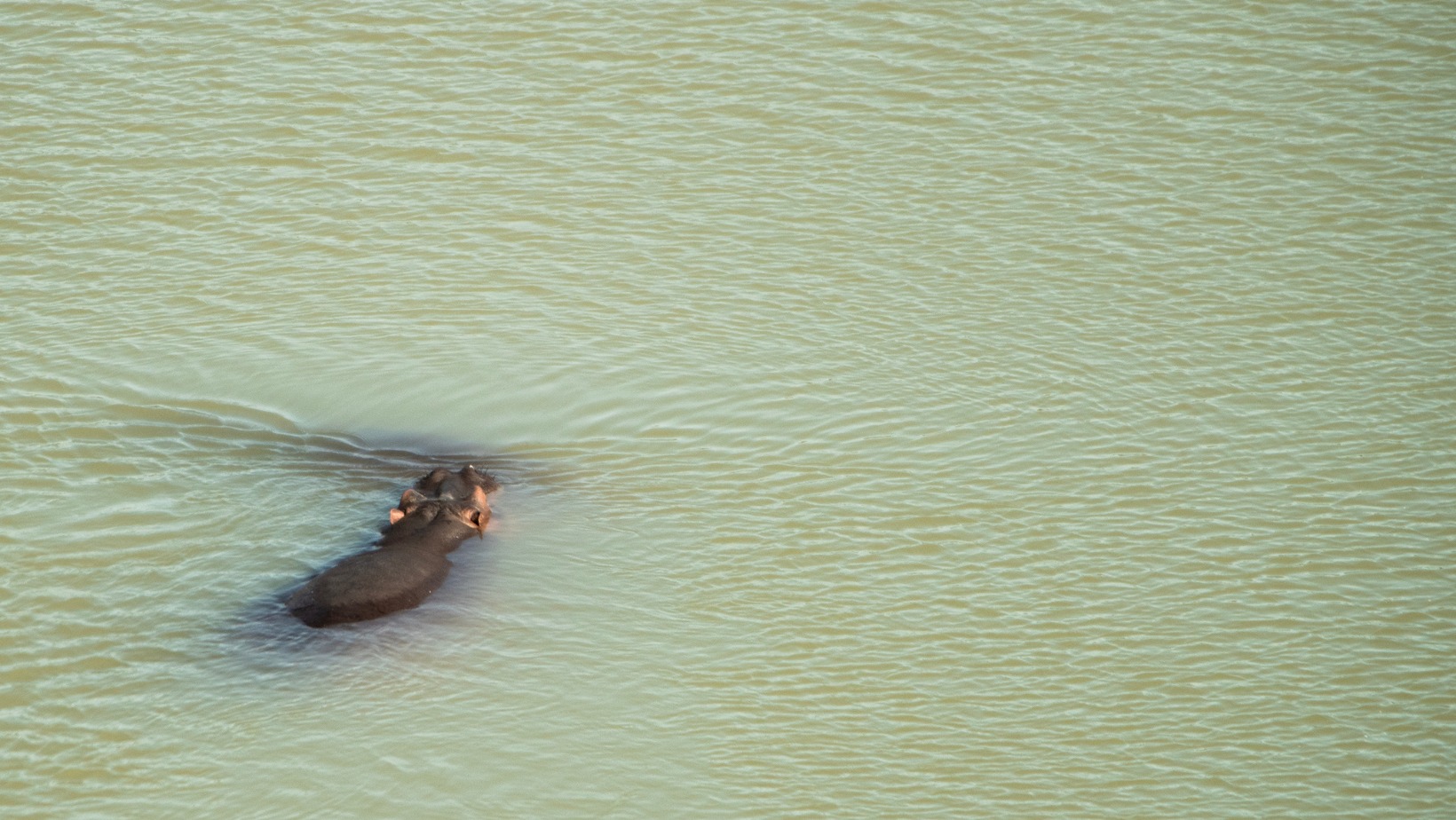 429782700_799389572231808_4440572865583348432_n Hippos everywhere in Gonarezhou National Park