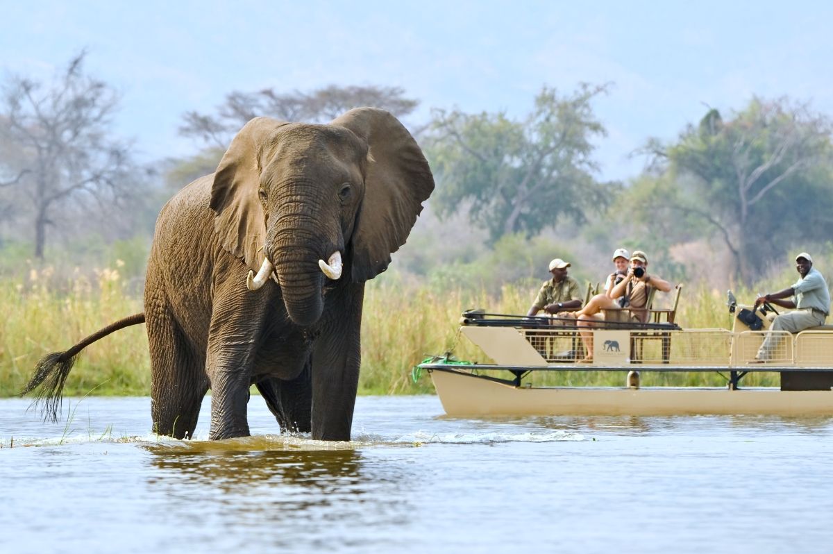 Chiawa-Camp-Zambezi-River-cruise Elephant sighting while on a Zambezi River cruise