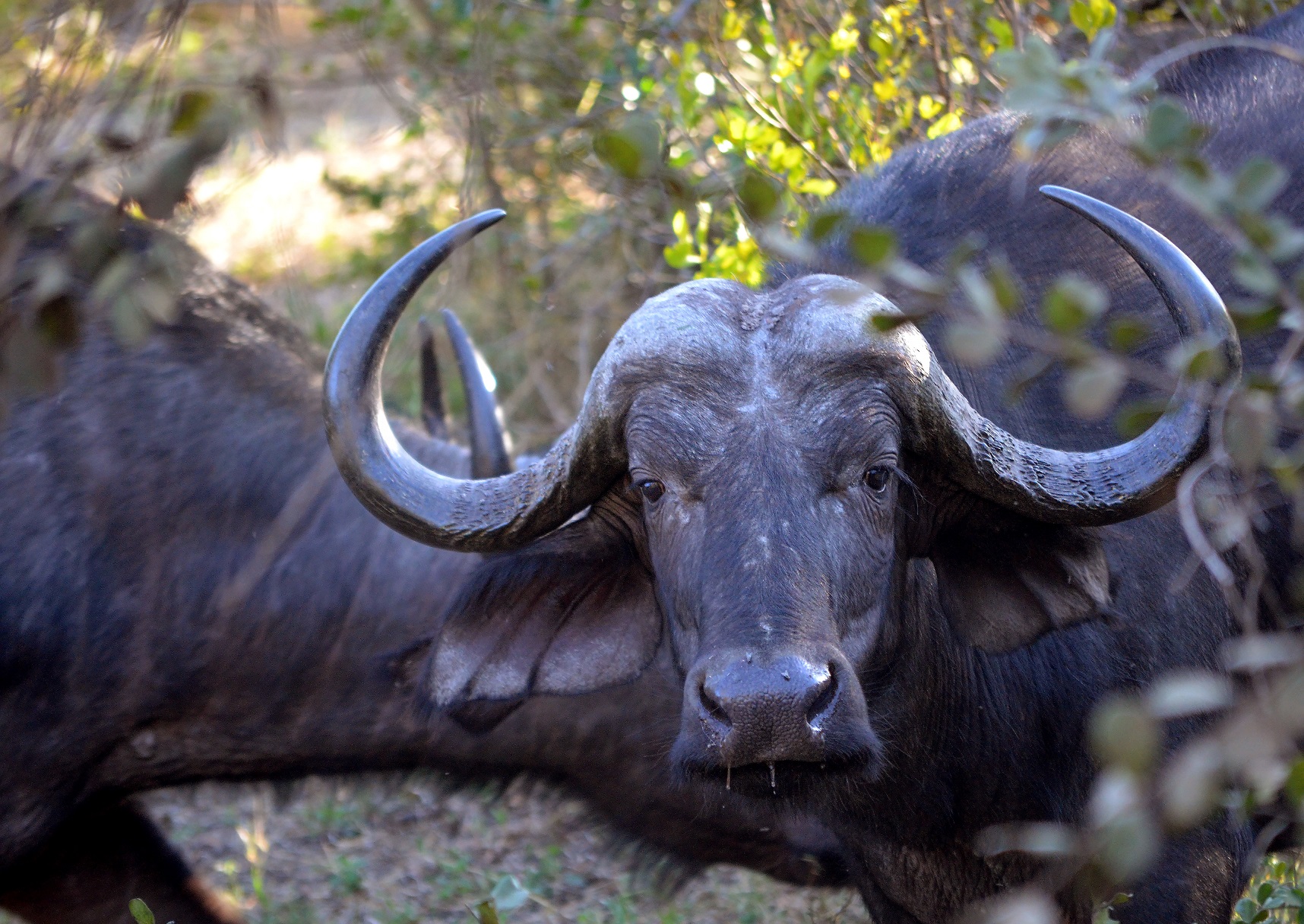 buffalo-on-safari-elephant-camp Buffao on safari at Elephant Camp in Victoria Falls