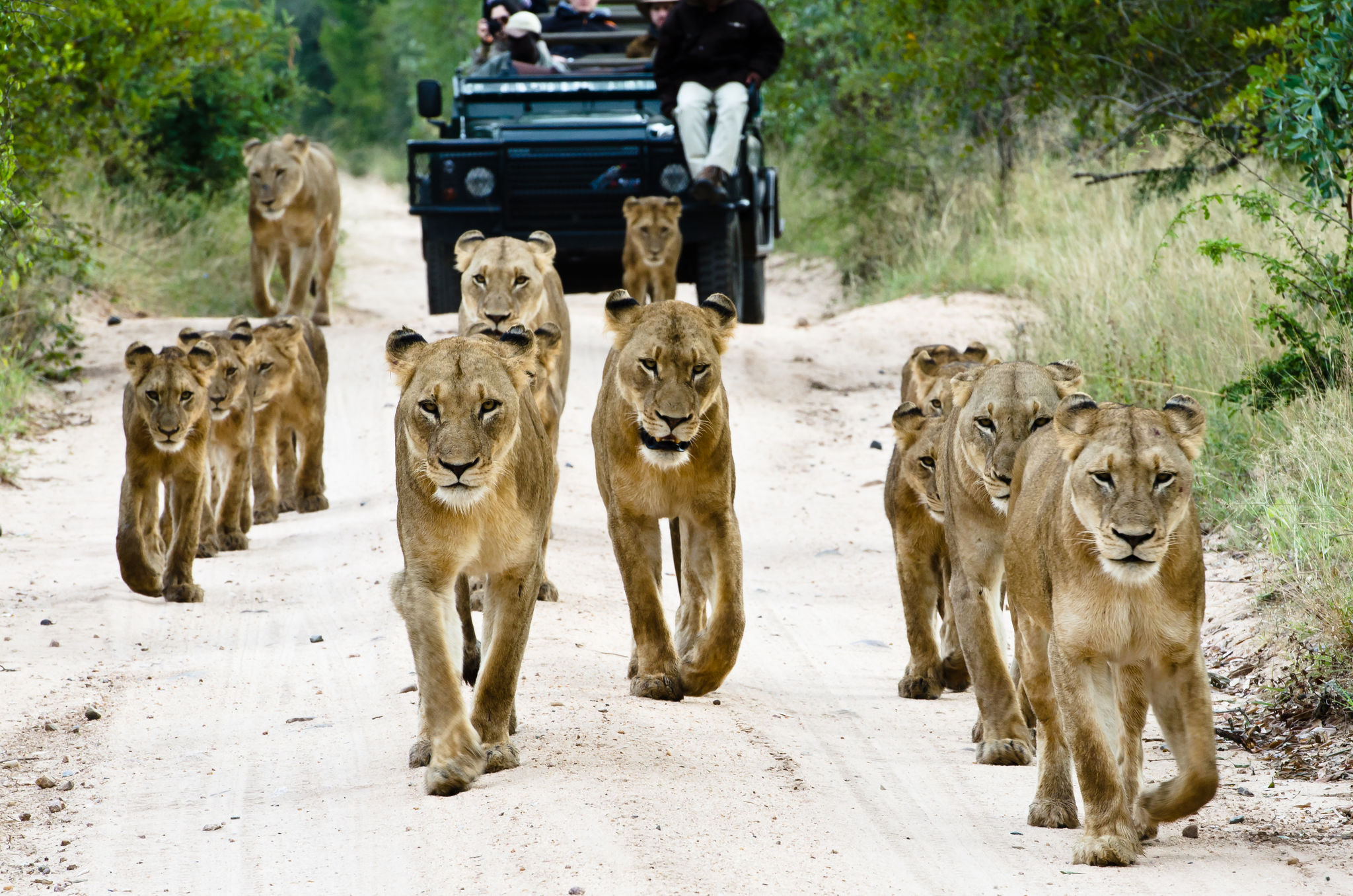 Header - sabi-sabi-bush-lodge-activities-game-drive sabi sabi bush lodge safari kruger
