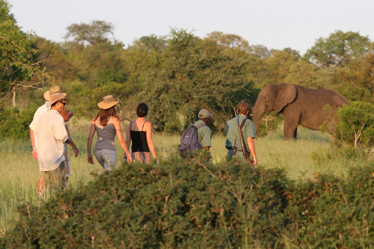 Plains-Camp-walking-safari-Kruger-elephant Walking safari in the Kruger with an elephant sighting